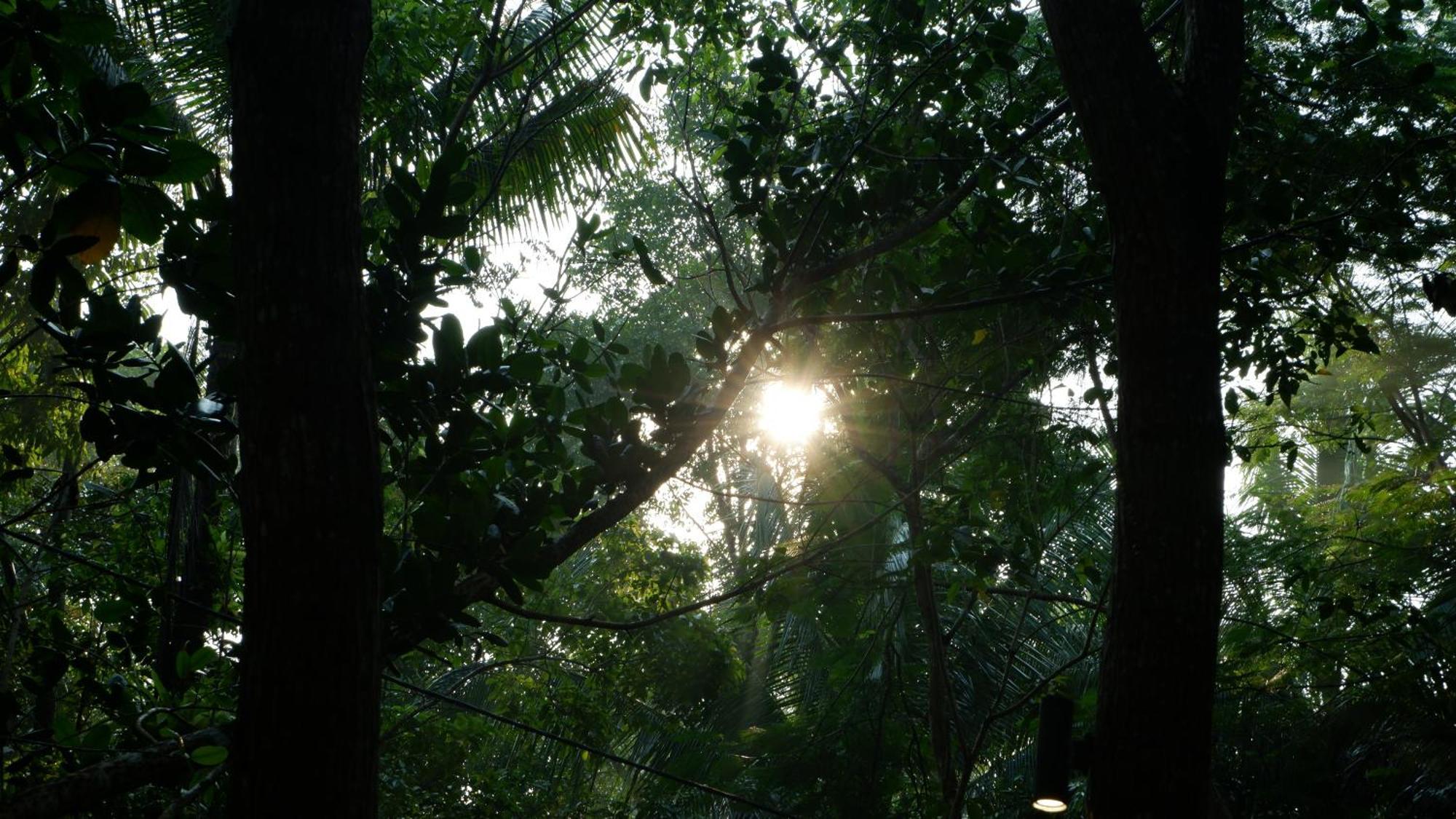 Hau Eco Lodges Citumang Pangandaran Zewnętrze zdjęcie